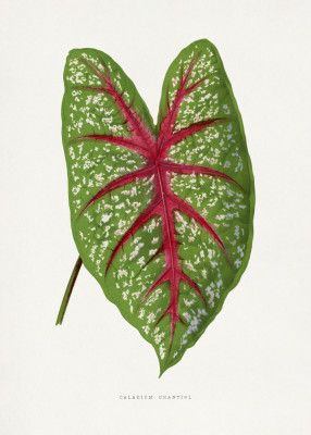 Green Caladium Chantini Leaf Illustration