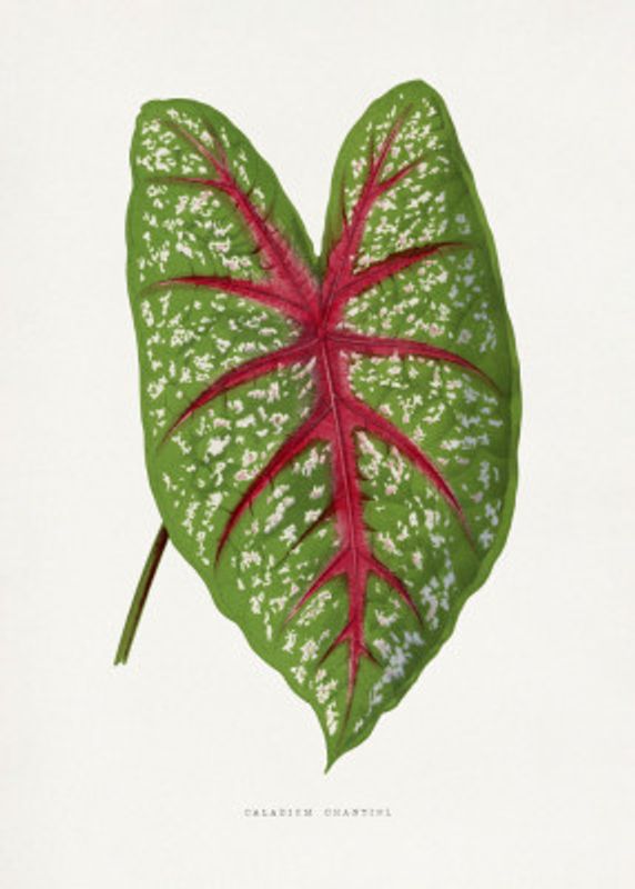 Green Caladium Chantini Leaf Illustration