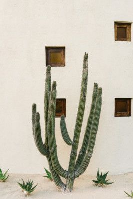 Cabo Cactus IX