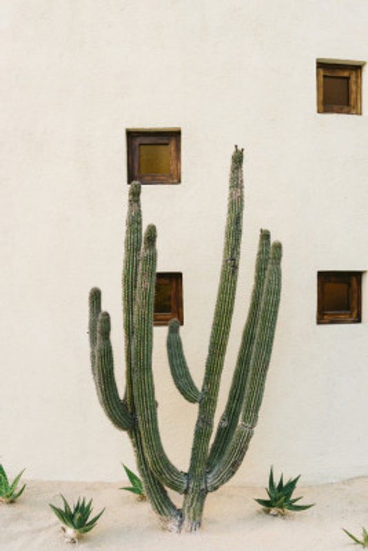 Cabo Cactus IX