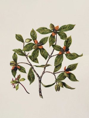 Tawhirikaro Drawn By Sarah Featon (1848–1927)