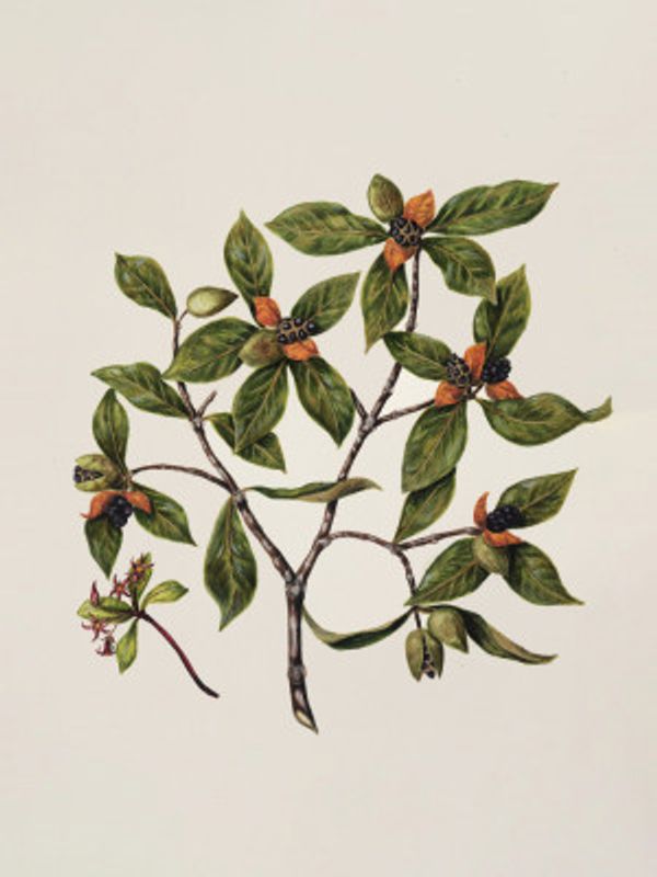 Tawhirikaro Drawn By Sarah Featon (1848–1927)