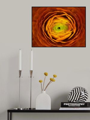 Ranunculus asiaticus