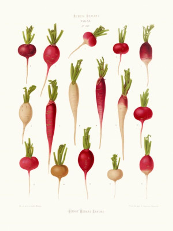 Radishes From Album Benary (1876 1886) By Ernst Benary