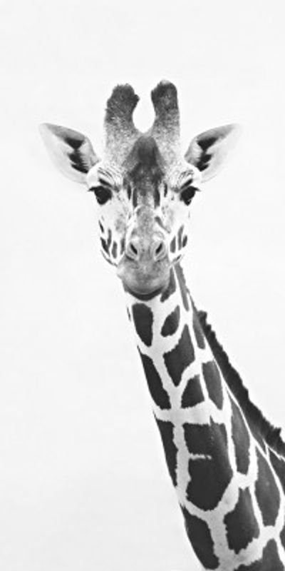Giraffe Portrait