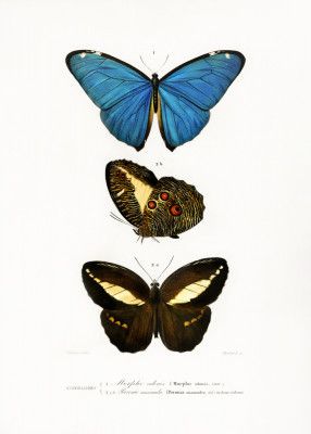 Different Types of Butterflies II