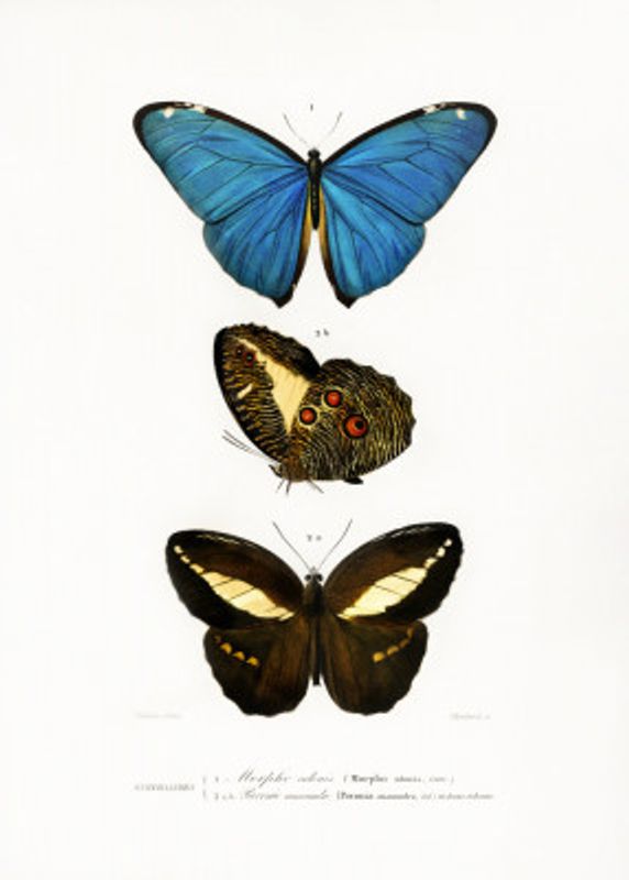 Different Types of Butterflies II