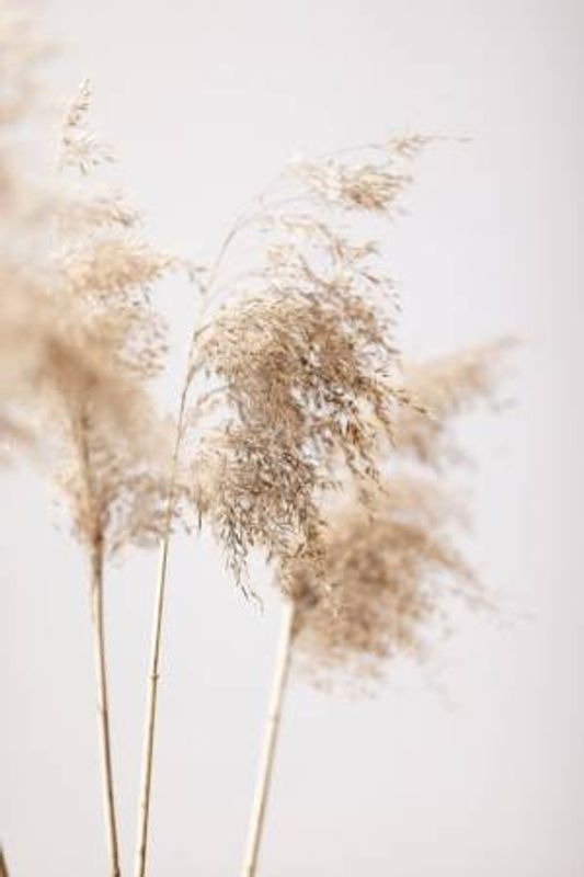 Reed Grass Grey 09