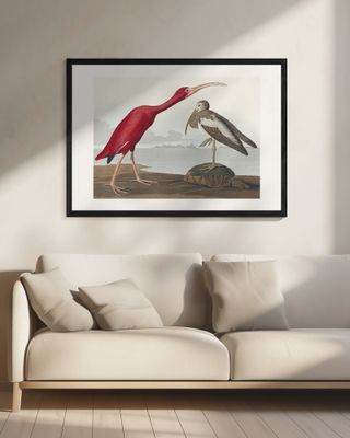 Scarlet Ibis From Birds of America (1827)