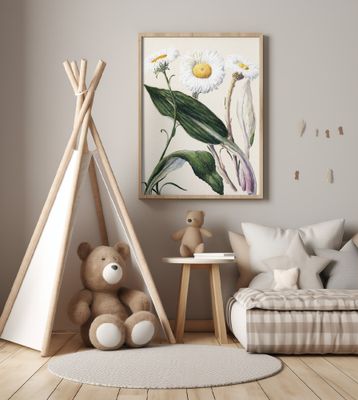 New Zealand Mountain Daisies Drawn By Sarah Featon (1848–1927