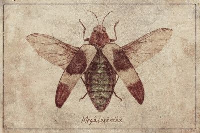 Vintage Insect Illustration