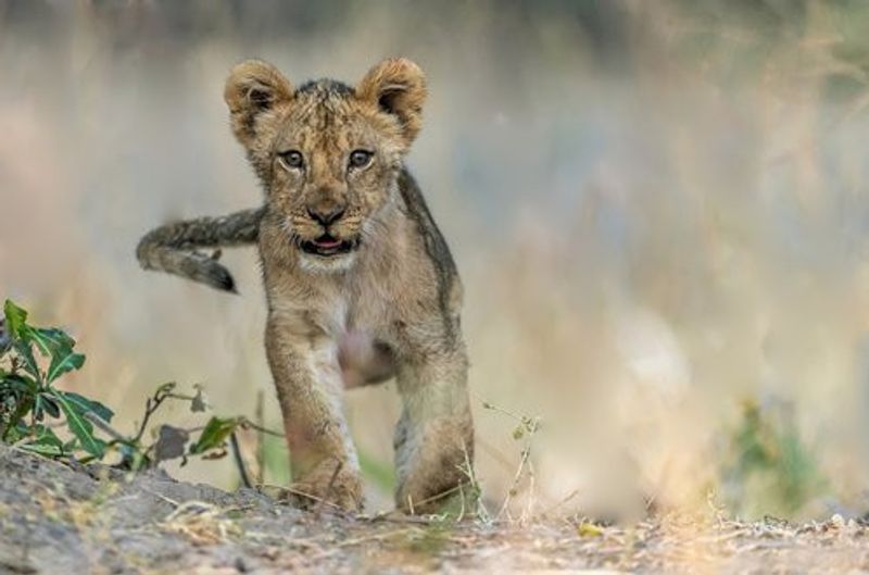 Cub - South Luangwa