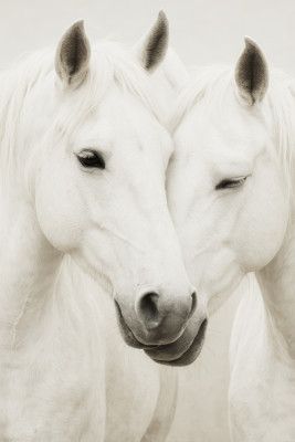 Equine Embrace