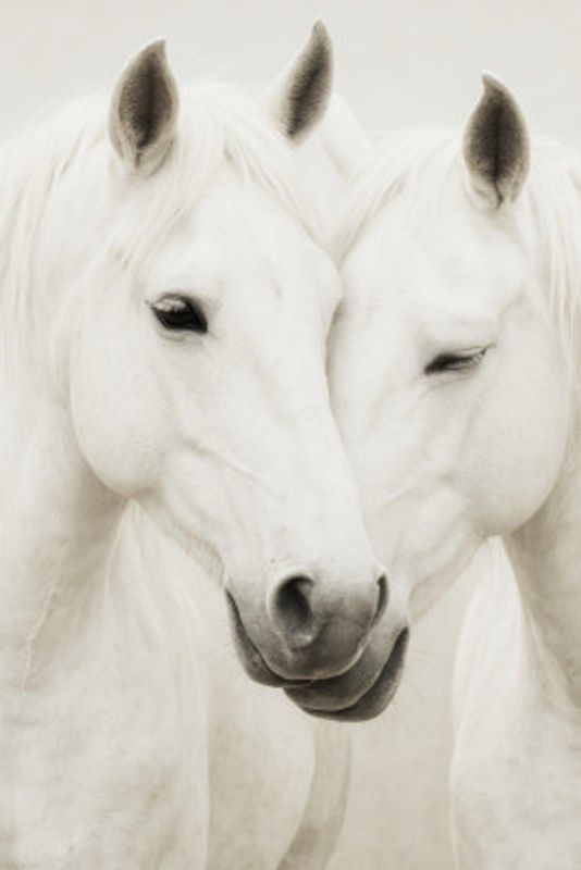 Equine Embrace