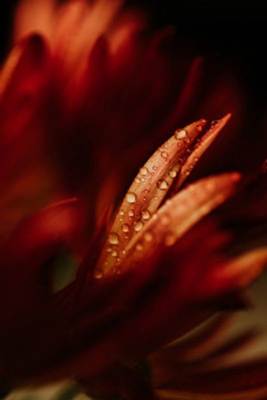 Beauty And Vibrant Elegance OfRed Flowers