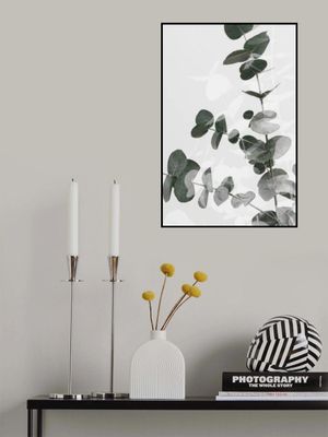 Eucalyptus Creative 04