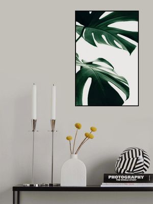 Monstera Natural 12