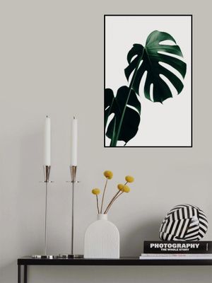 Monstera Natural 03