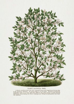 Hardy Magnolia Tree Lithograph