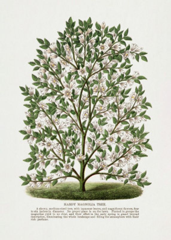 Hardy Magnolia Tree Lithograph