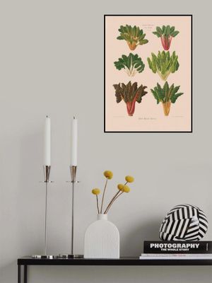 Beet or Swiss Chard From Album Benary (1876 1886) By Ernst Benary