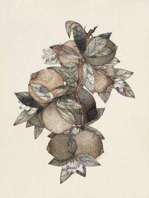 Pomegranate (1867) Rufus King