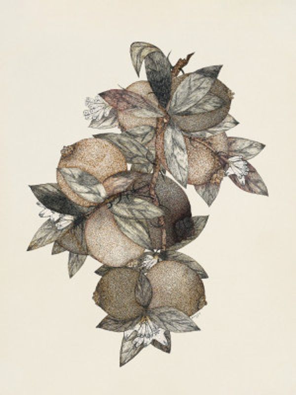 Pomegranate (1867) Rufus King