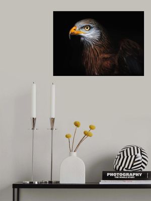 Red kite portrait II