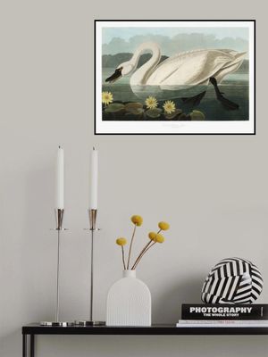 Common American Swan From Birds of America (1827)