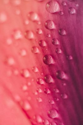 Petal Raindrops Dance