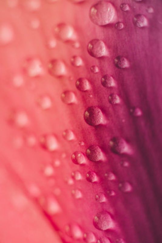 Petal Raindrops Dance