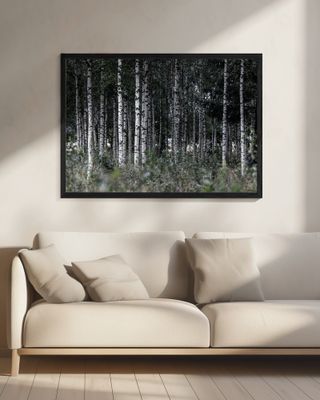 Birch Trees 21