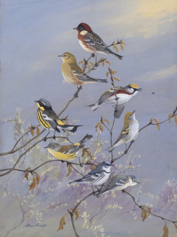 Warblers 001 By Allan Brooks