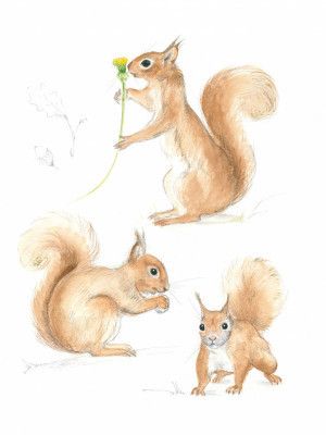 Playful Squirrels