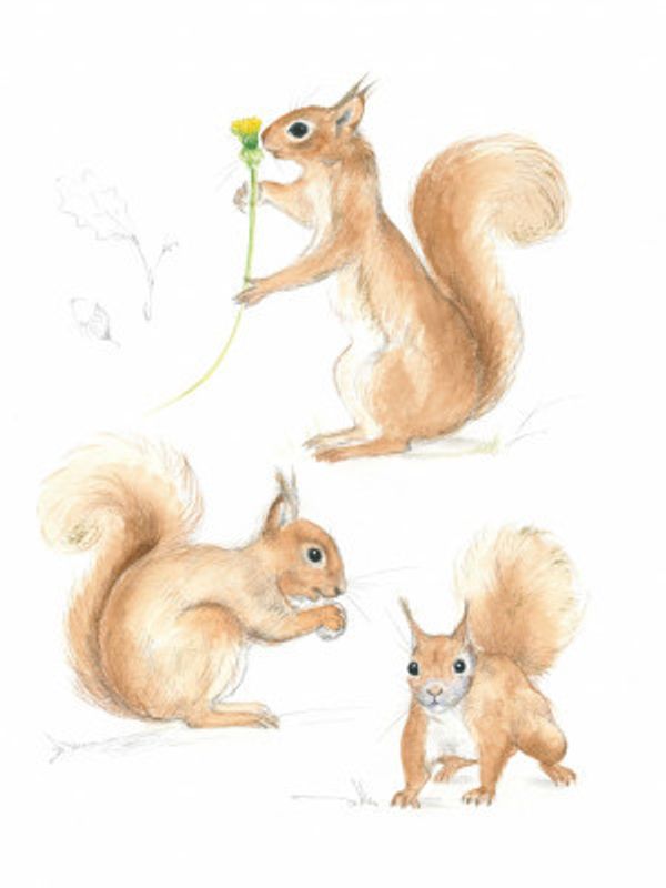 Playful Squirrels