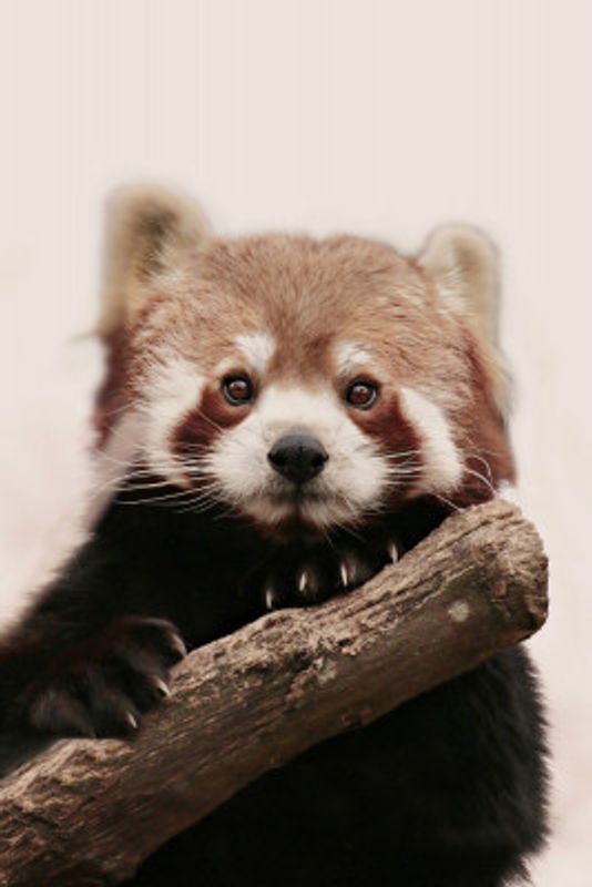 Red Panda Portrait