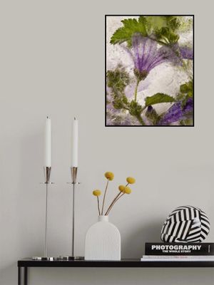 Frozen mallow flower