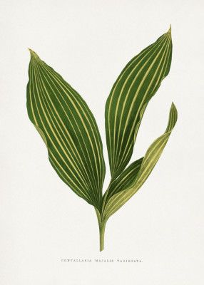 Lily of the Valley Leaf Illustration