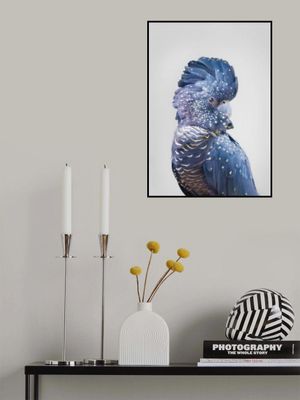 Black Cockatoo