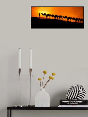 Camel on the desert  sunset