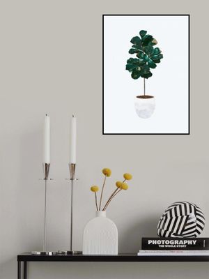 Fiddle leaf fig