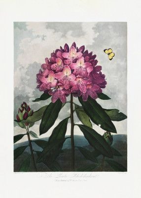 The Pontic Rhododendron from The Temple of Flora (1807)