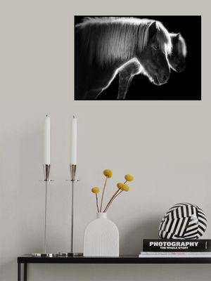 Two beautiful horses