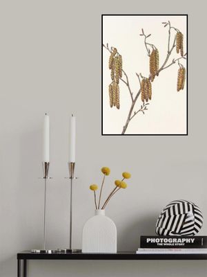 Hazel Alder (alnus Regosa) From North American Wildflowers (1925) By Mary Vaux Walcott.