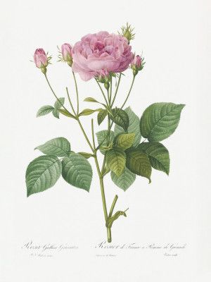 Rosa Gallica Granules, Les Roses (1817–1824)