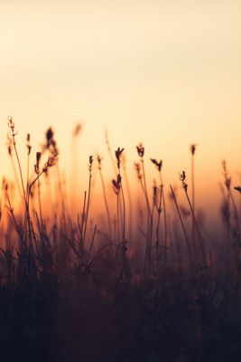 Silhouettes of Wild Grass