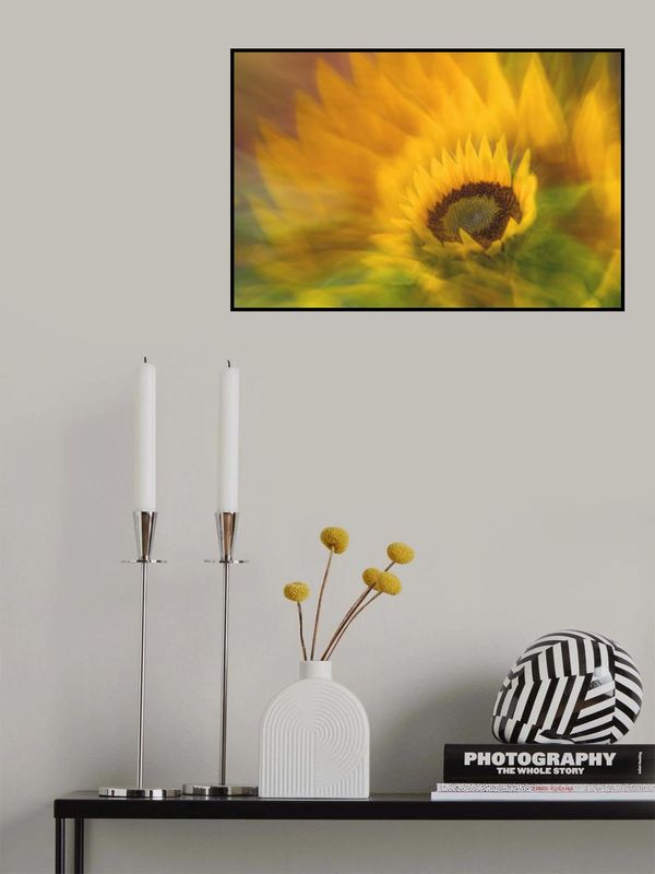 Sunflower (Helianthus)