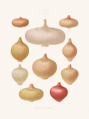 Onions From Album Benary (1876 1886) By Ernst Benary Copy