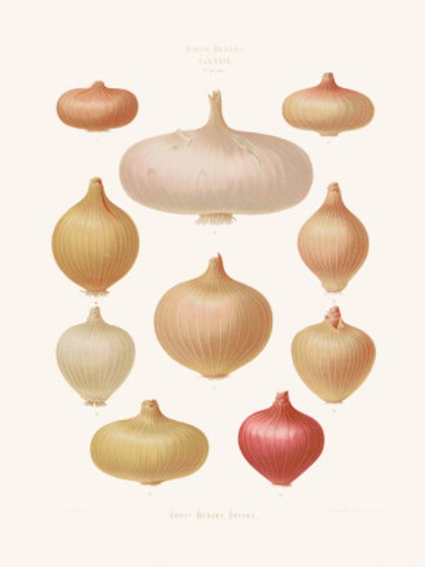 Onions From Album Benary (1876 1886) By Ernst Benary Copy