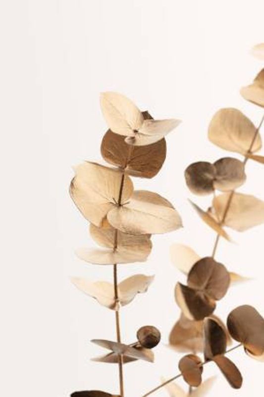 Eucalyptus Gold No 01